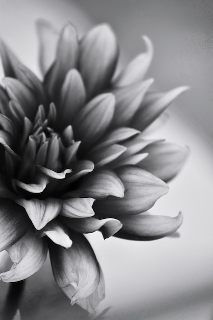 Foto close-up van een monochrome bloeiende plant