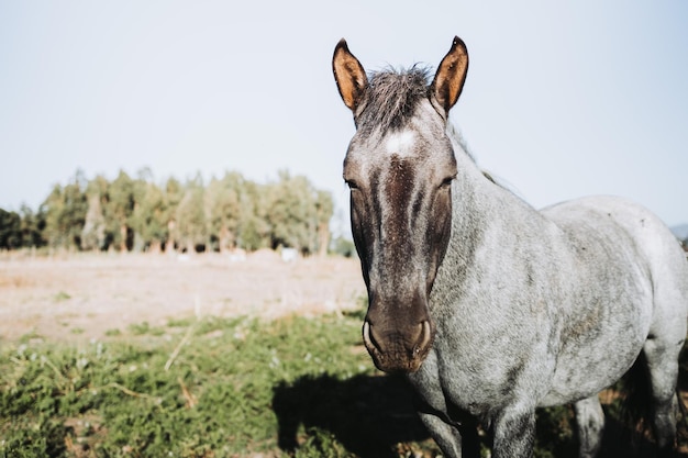 Close-up van een mooi grijs Chileens paard in de natuur kijkend naar de camera Educatieve boerderij