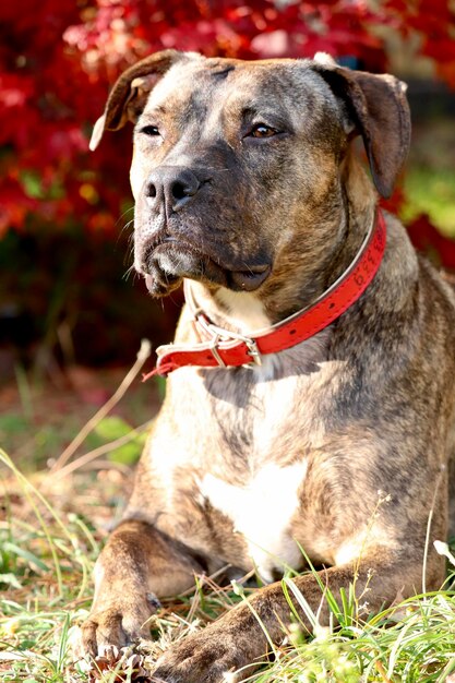 Foto close-up van een mooie amstaff hond die wegkijkt