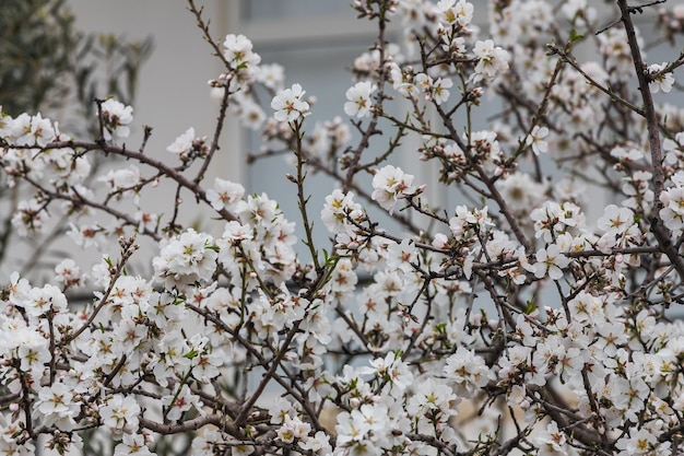 Close-up van een mooie bloeiende boom met badam-noten op een wazige zachte selectieve focus als achtergrond