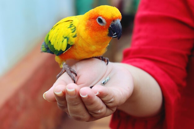 Foto close-up van een mooie dame die een papegaai en zaden vasthoudt om vogels te voeden