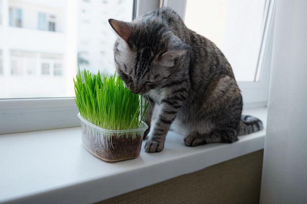 Close-up van een mooie grijze kat die vers groen gras eet