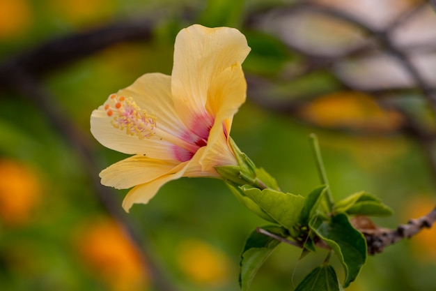 Close-up van een mooie hibiscus gele bloem in de tuin.