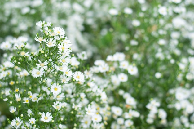 Close-up van een mooie margriet.