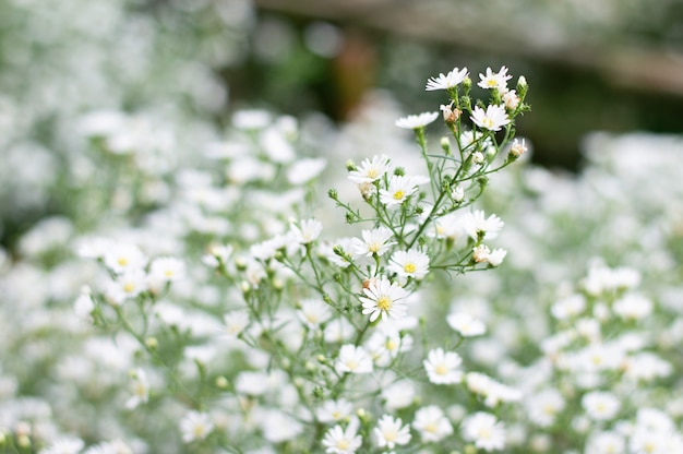 Close-up van een mooie margriet.