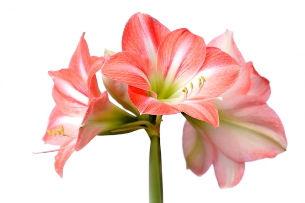 Close-up van een mooie roze bloem op een witte achtergrond