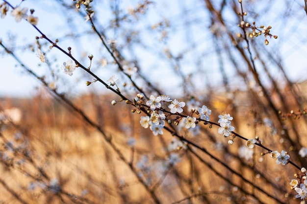 Close up van een mooie tak van een boom met amandelbloesems