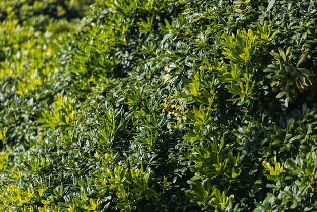 Close-up van een mooie verse struiktak met groene bladeren, de achtergrond is wazig