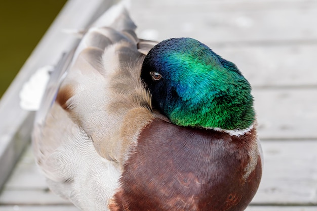 Close-up van een mooie wilde eend