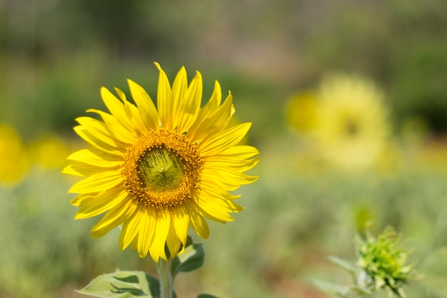 Close-up van een mooie zonnebloem in een veld. Zonnebloem natuurlijke achtergrond. Zonnebloem bloeien. helder vrolijk concept idee