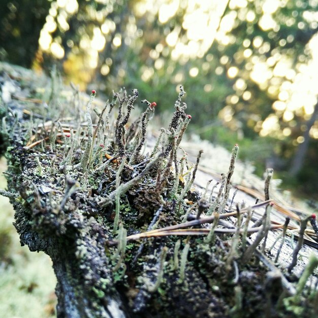 Foto close-up van een mosbomenstam met planten