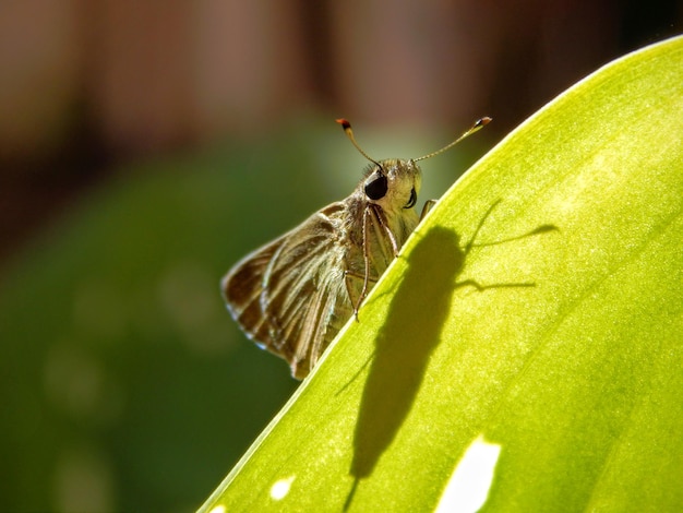 Close-up van een mot op een blad op een zonnige dag