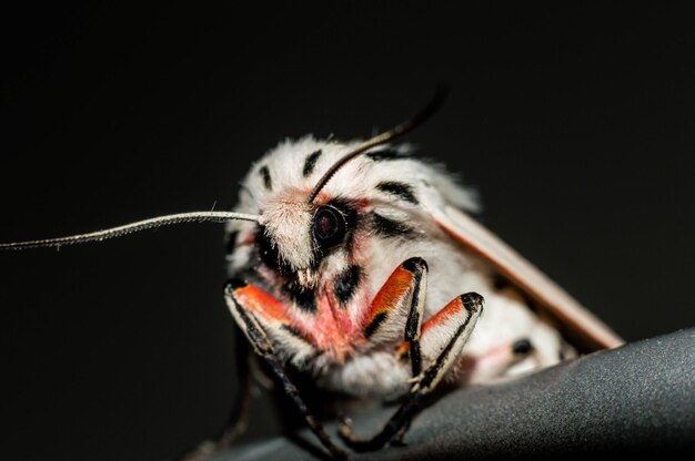 Foto close-up van een mot