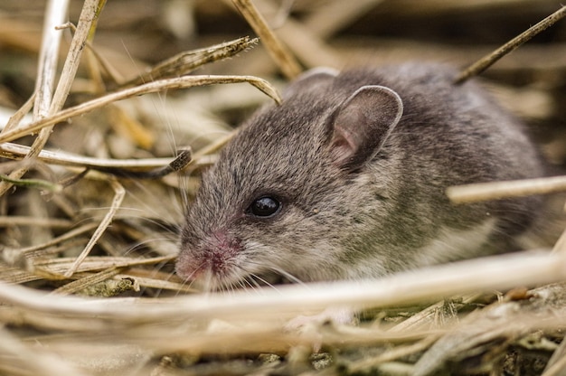 Close-up van een muis