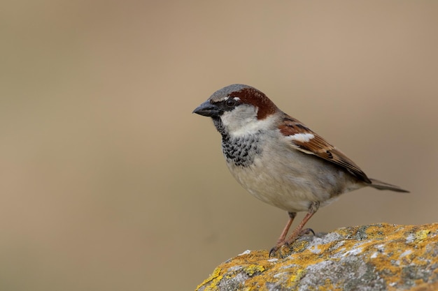 Close-up van een mus die buiten zit
