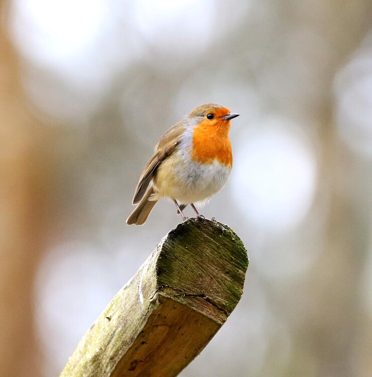 Foto close-up van een mus die op een blad zit