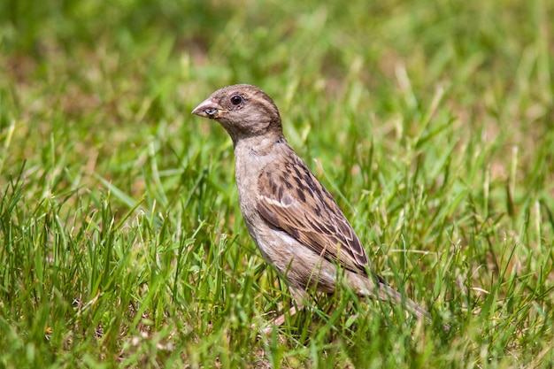 Foto close-up van een mus op een grasveld