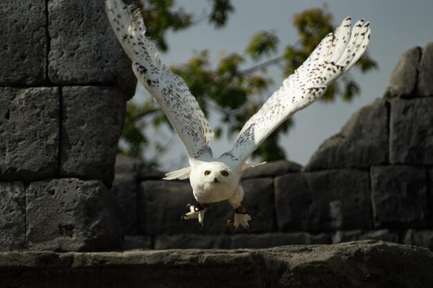 Foto close-up van een mus op een rots