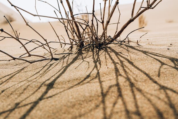 Close-up van een naakte boom op zand