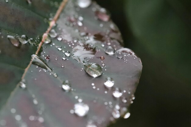 Foto close-up van een nat blad