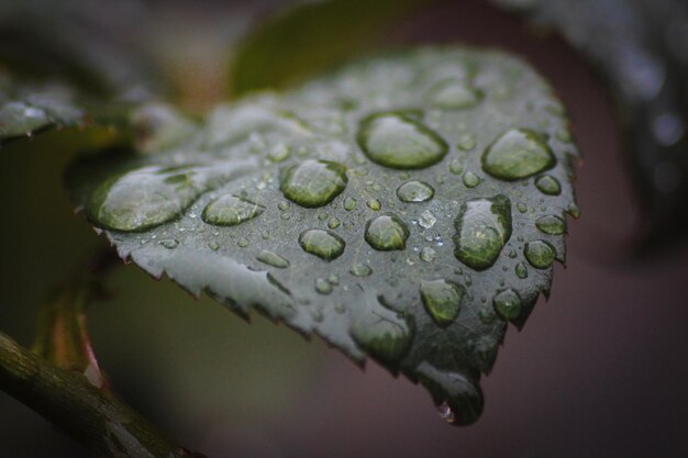 Close-up van een nat blad