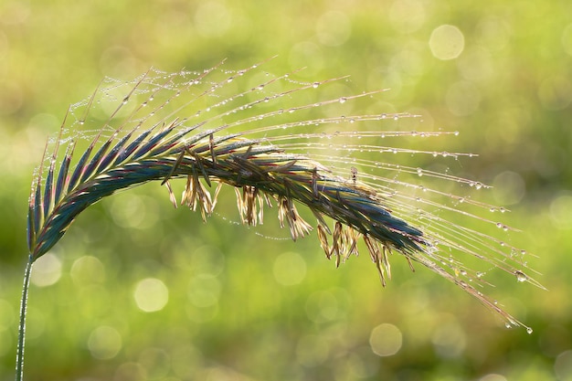 Foto close-up van een nat spinnenweb op een plant