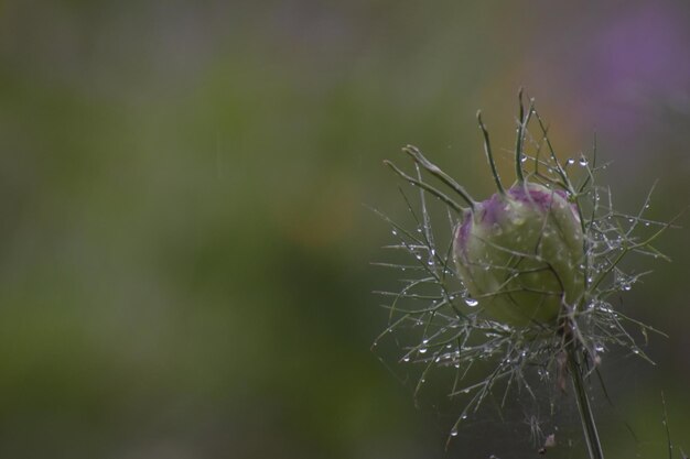 Foto close-up van een nat spinnenweb op een plant