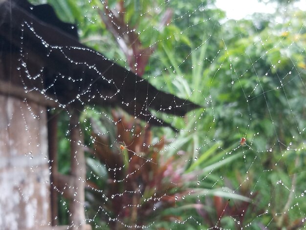 Foto close-up van een nat spinnenweb op een regenachtige dag
