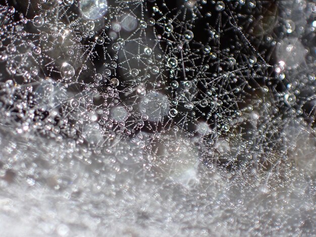 Foto close-up van een nat spinnenweb
