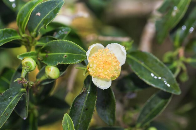 Foto close-up van een natte bloem op een plant