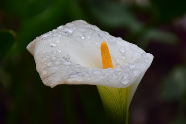 Close-up van een natte bloem