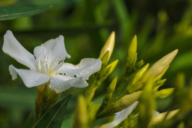 Foto close-up van een natte bloemplant