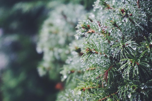 Close-up van een natte dennenboom tijdens het regenseizoen