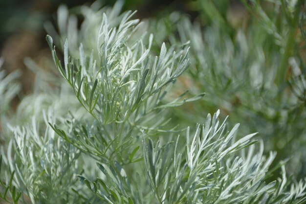 Close-up van een natte dennenboom