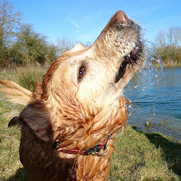 Close-up van een natte hond aan de oever van het meer tegen de lucht