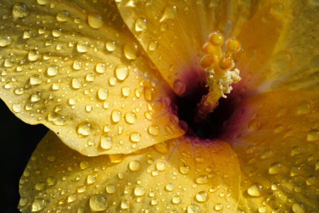 Foto close-up van een natte paarse bloem