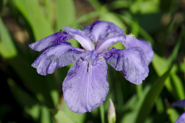 Foto close-up van een natte paarse bloem