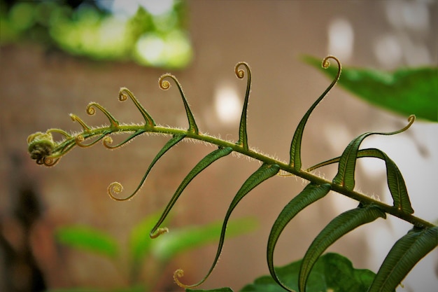 Close-up van een natte plant tijdens het regenseizoen