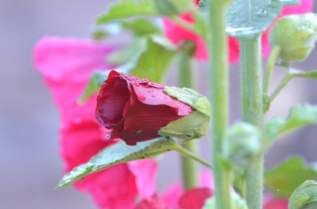 Foto close-up van een natte rode roos die bloeit in de tuin