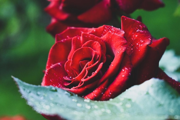 Close-up van een natte rode roos
