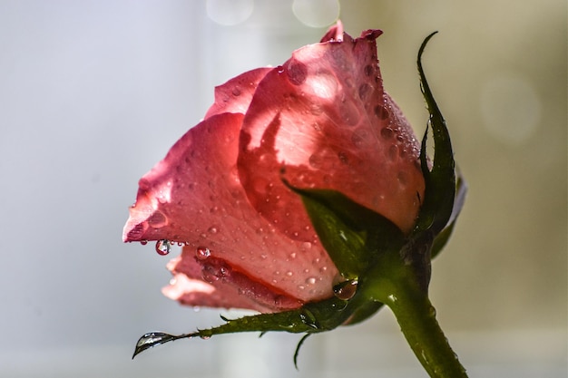 Close-up van een natte roos