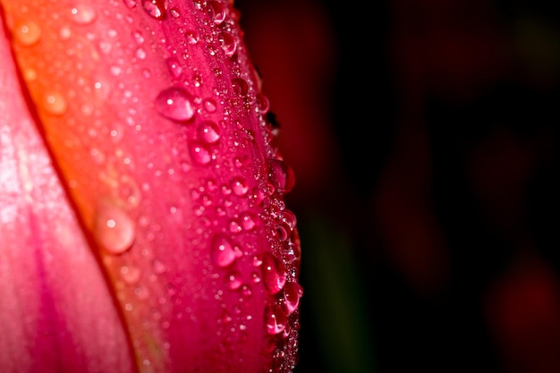 Foto close-up van een natte roze bloem in de regen