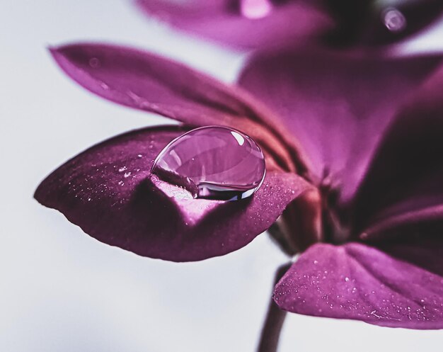 Foto close-up van een natte roze roos