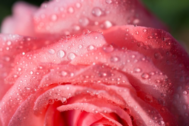 Foto close-up van een natte roze roos