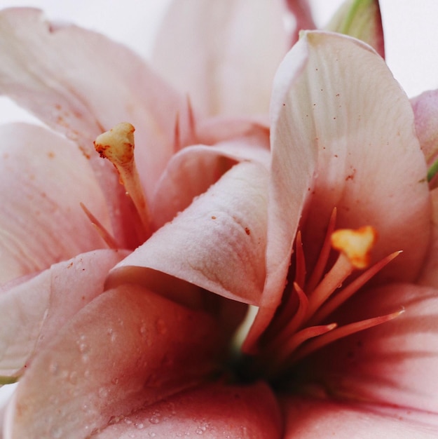 Close-up van een natte roze roosbloem