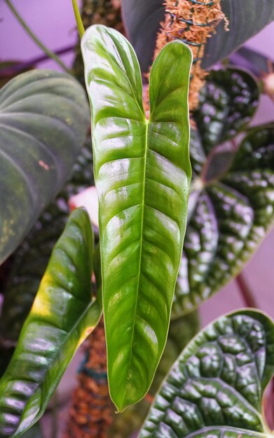 Foto close-up van een nieuw glanzend blad van philodendron felix, een klimende tropische plant