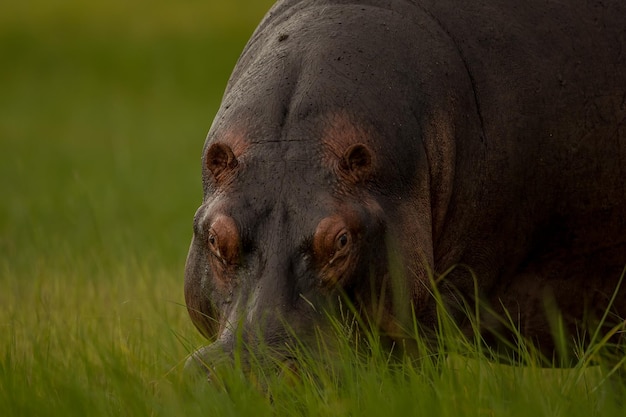 Close-up van een nijlpaard