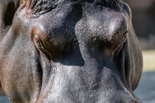 Foto close-up van een nijlpaard