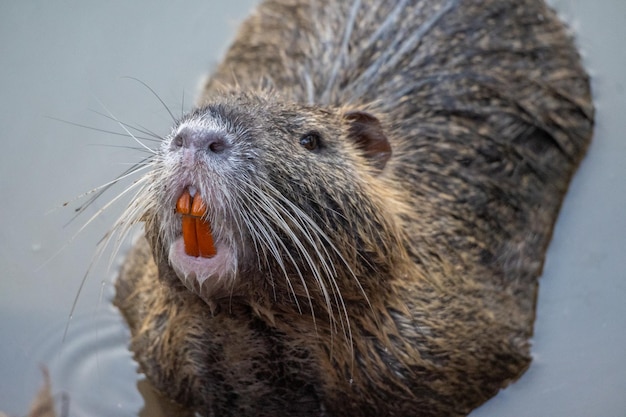 Close up van een nutria zwemmen