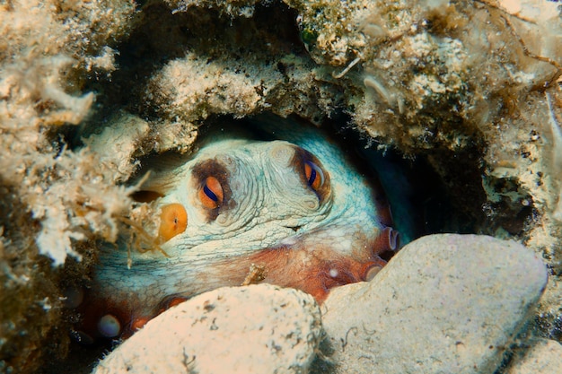 Close-up van een octopus onder water